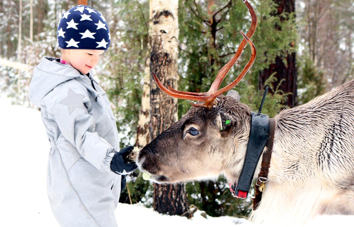 Join our WINTER Reindeer experience -excursion and feed our lovely reindeer!