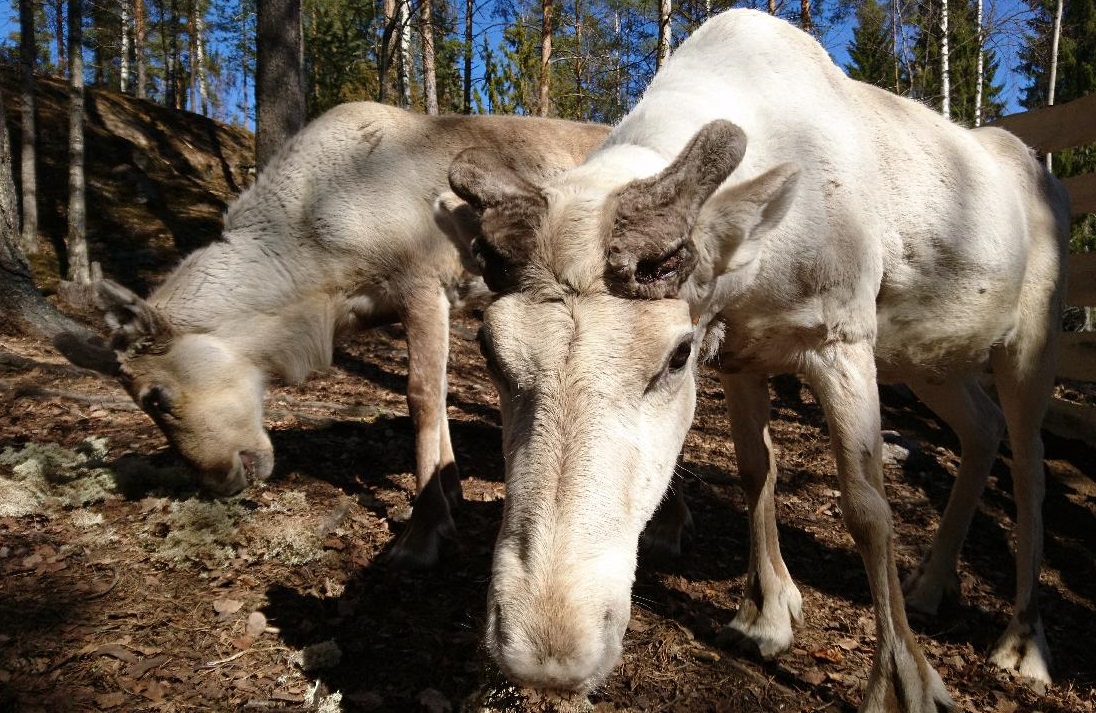 lapanen ja pikkuvalkko.jpg